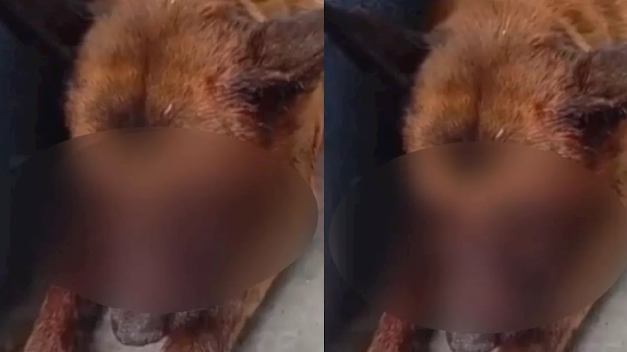 Justicia para Panchito, a través de redes vecinos denuncian agresión con machete a perrito en Chimalhuacán