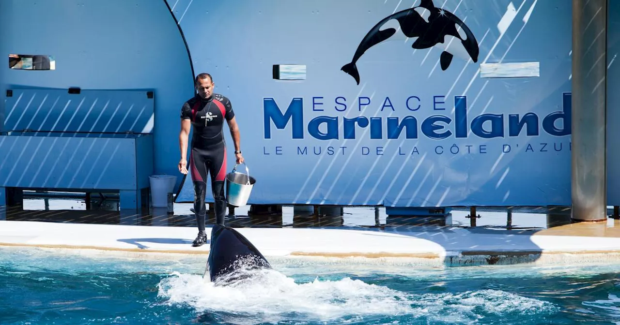 Marineland d’Antibes : la passe d’armes entre les associations animalistes et le parc se poursuit