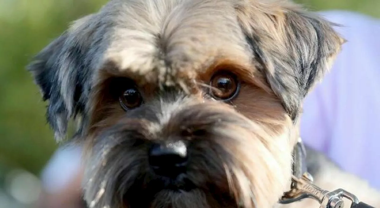 Ladri svaligiano casa, poi uccidono a calci il cagnolino che gli abbaiava: la scoperta choc dei padroni al rie
