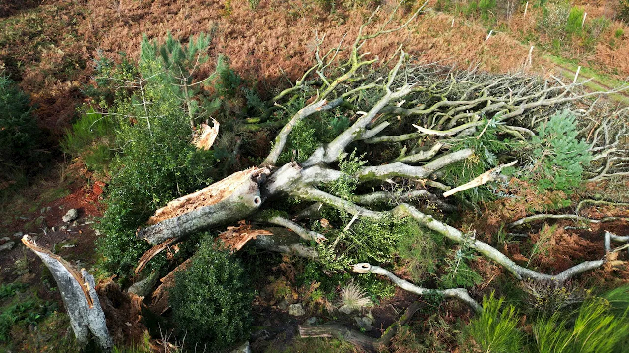 Tempête Ciaran en Bretagne : un an après, les trois enseignements tirés pour les prochaines intempéries