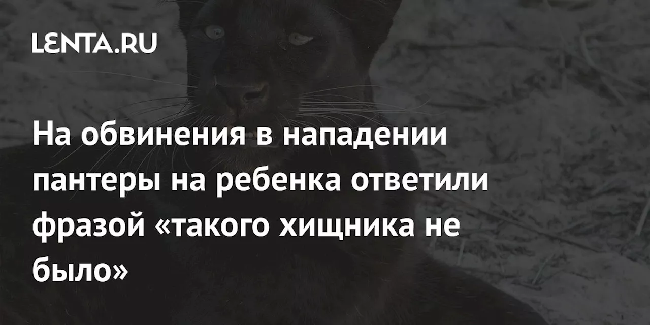 На обвинения в нападении пантеры на ребенка ответили фразой «такого хищника не было»