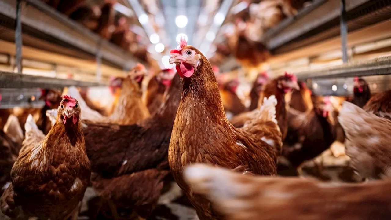 Bird flu could become deadlier if it mixes with seasonal flu viruses, experts warn