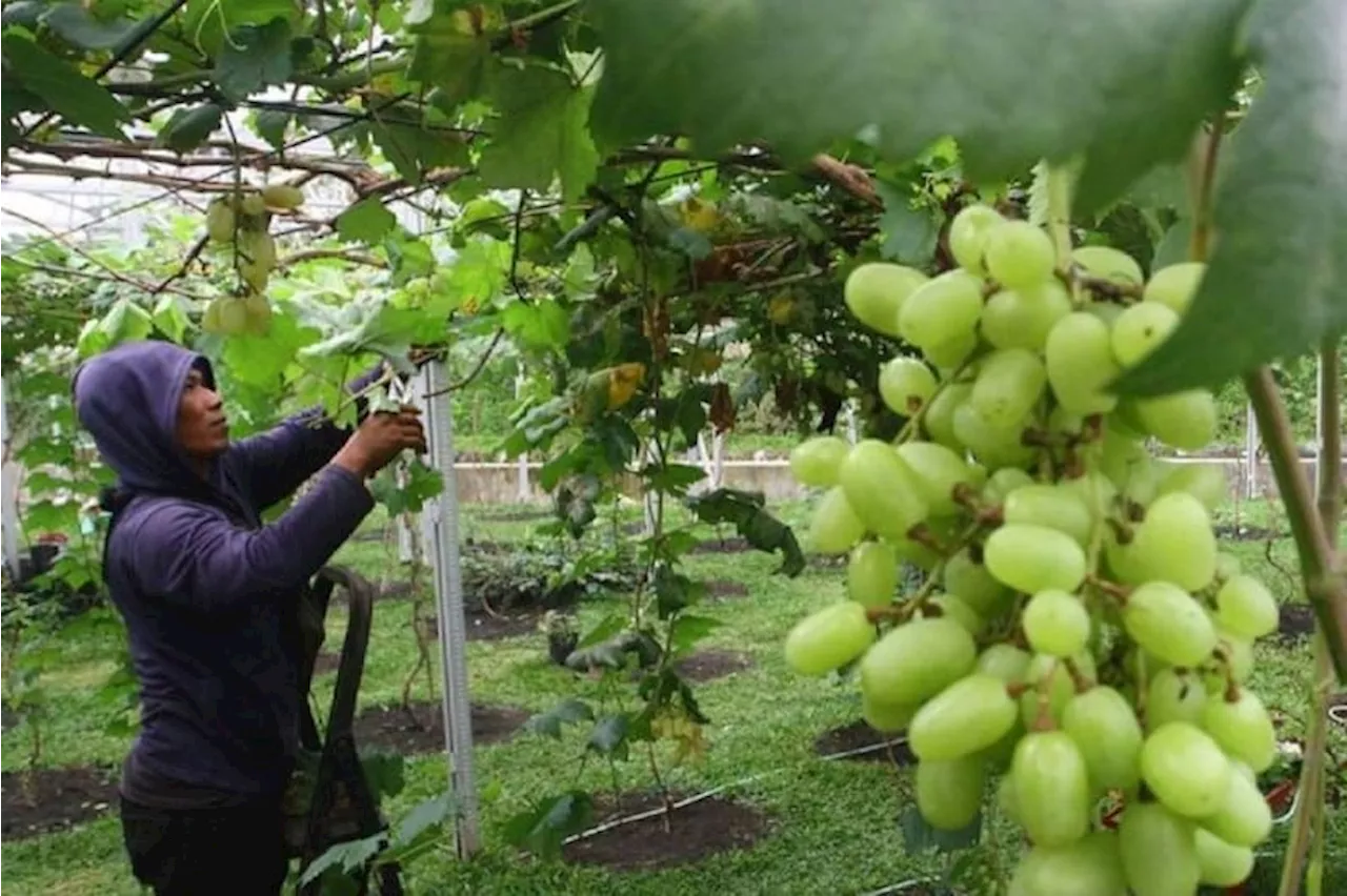 Anggur Shine Muscat Tiongkok Penuh Residu Berbahaya, Ini Respons Bapanas