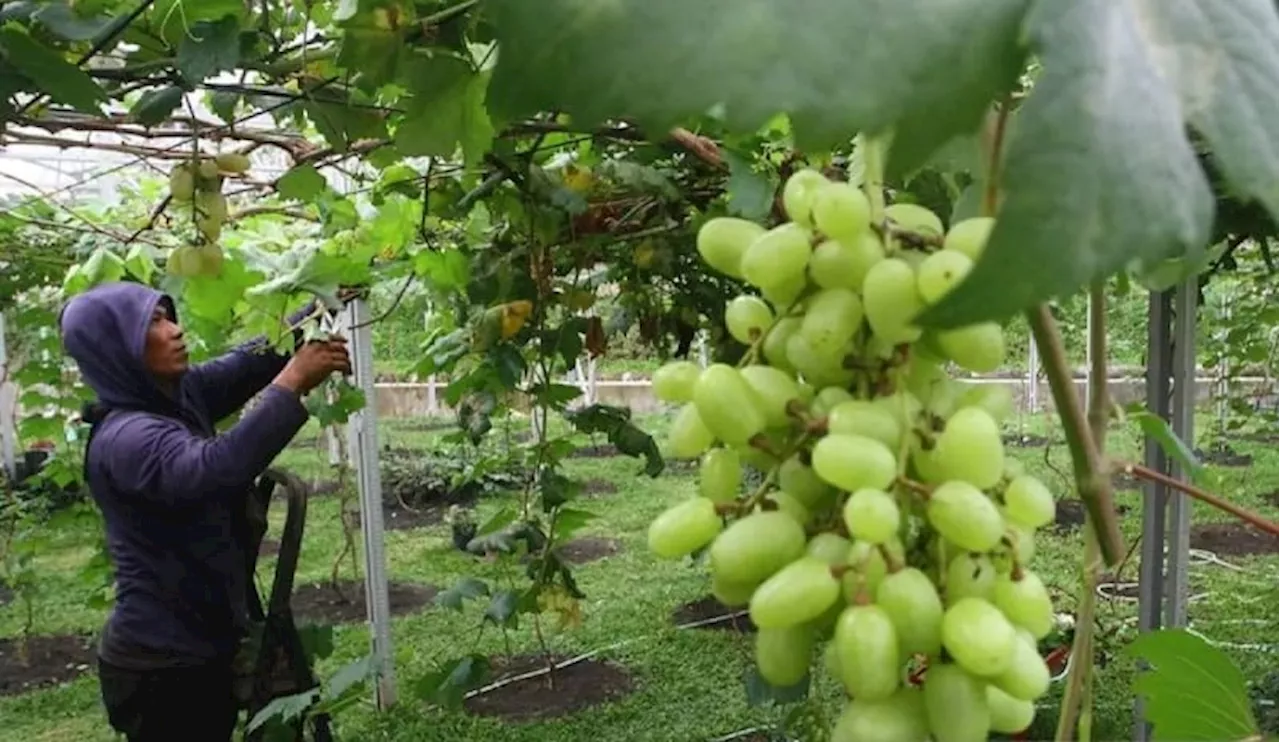 Badan Pangan Nasional Lakukan Pengawasan Ketat Anggur Shine Muscat