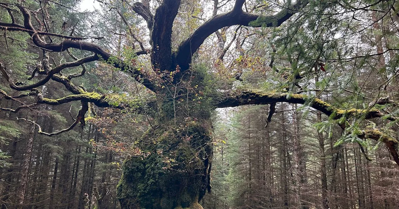 Centuries old Scottish oak named after ceilidh band wins Tree of the Year 2024