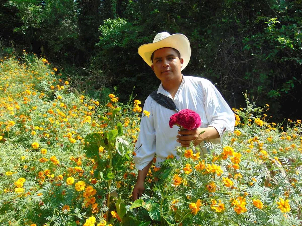 Agricultores de Huejutla acuden a sus milpas a cortar la flor de cempasúchil previo al Xantolo