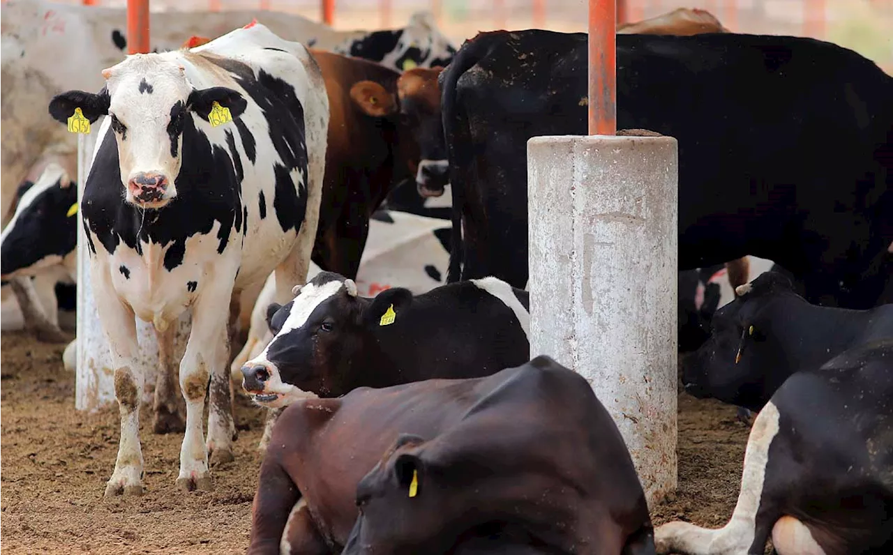 Comarca Lagunera aporta 4.5% del PIB agropecuario nacional