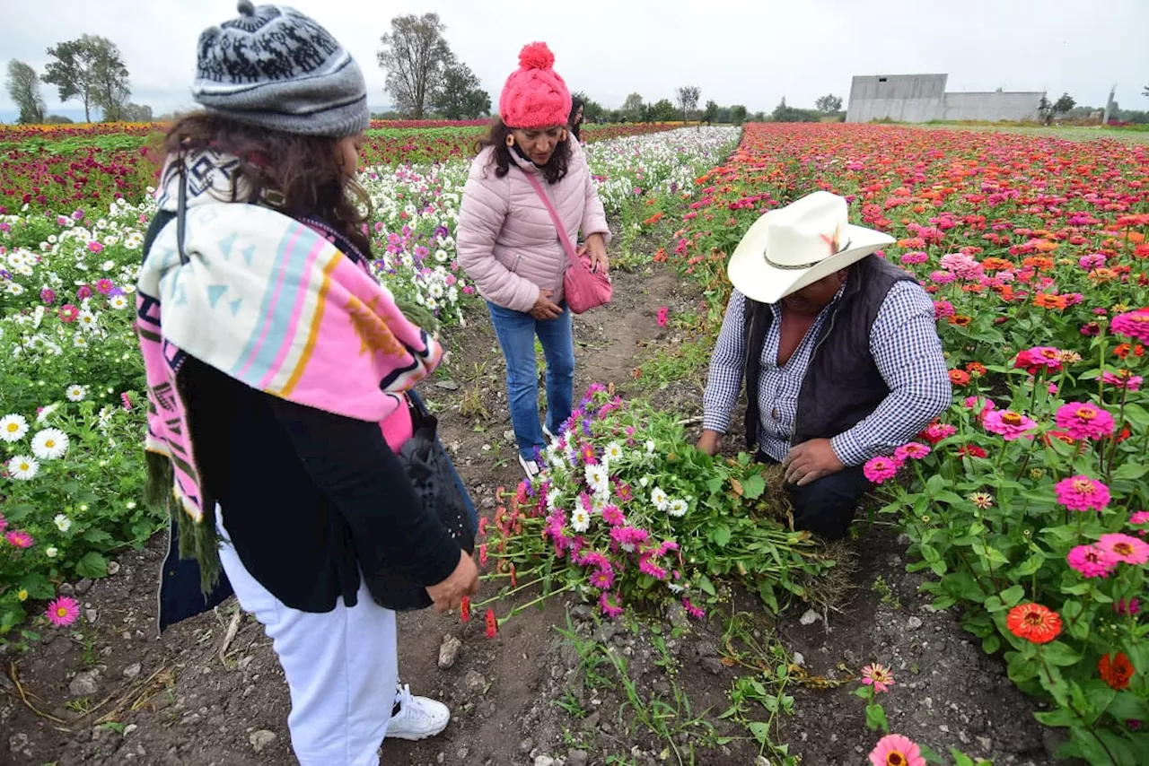 ¡Desde 100 pesos el manojo! Floricultores en Doxey esperan buenas ventas de cempasúchil