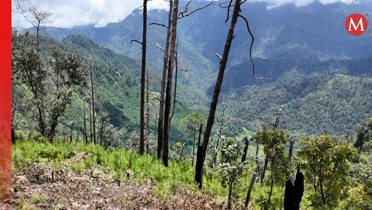 Gobierno reforesta 9 mil hectáreas de bosque en Puebla durante los últimos 2 años