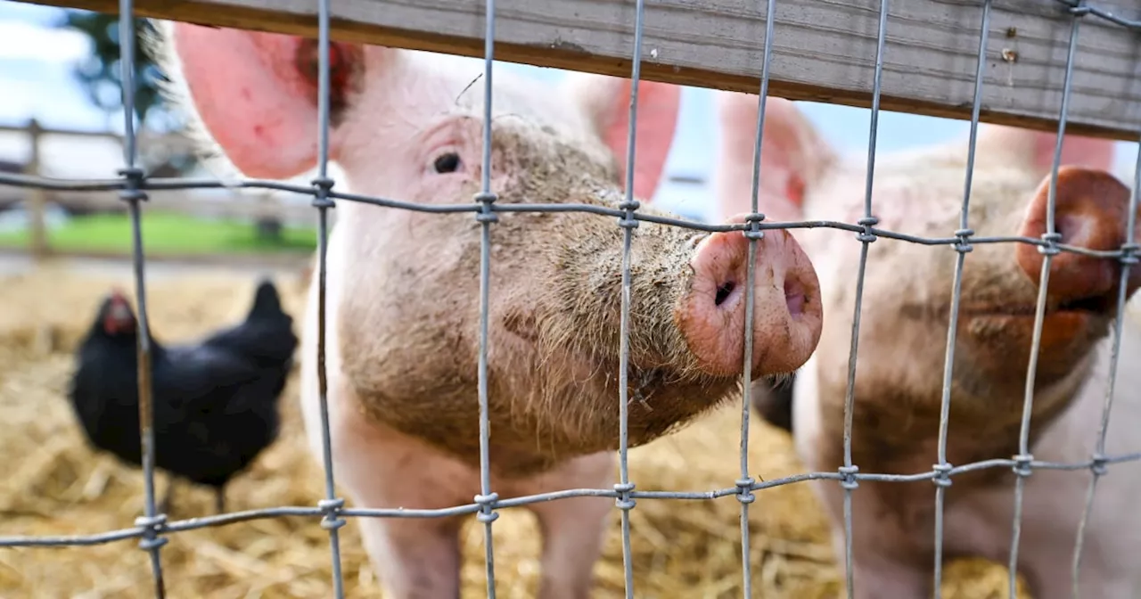 H5N1 bird flu found in a pig in the U.S. for the first time