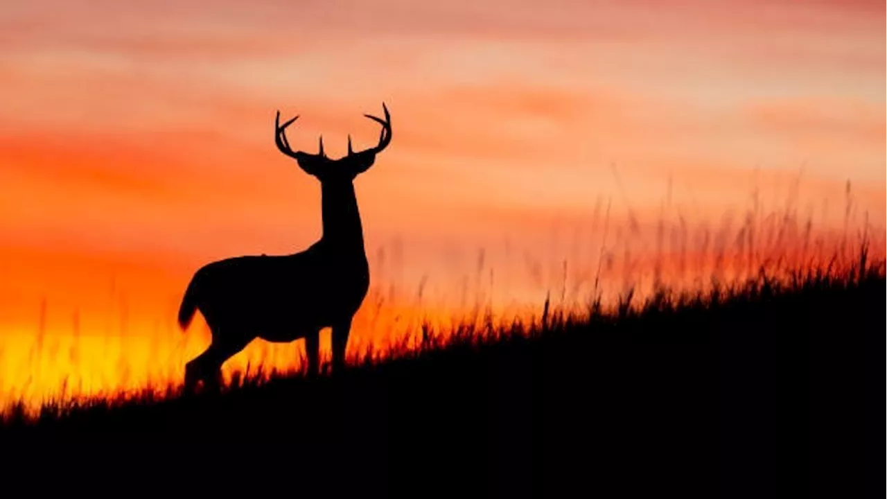 Texas wildlife officials anticipate 'stellar' deer season thanks to spring rains