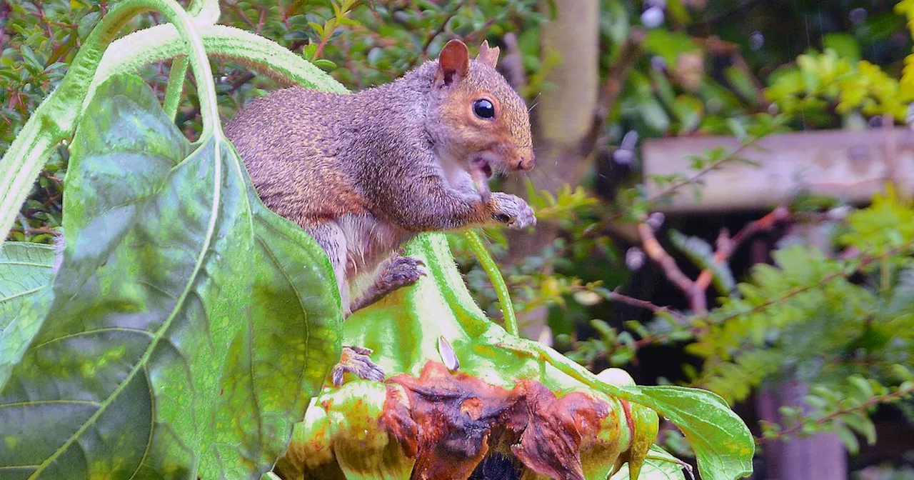 Gardener's 'genius' 39p hack will stop squirrels digging up your garden