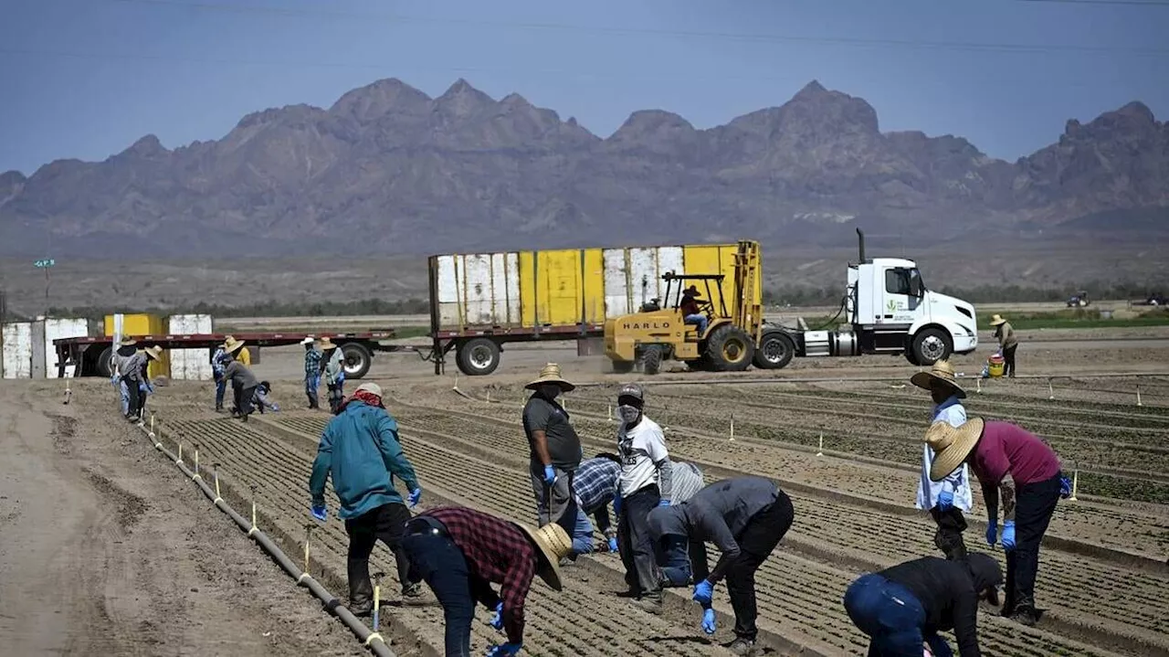 « Cultiver des légumes dans le désert, c’est l’idéal » : l’Arizona produit les salades de l’Amérique