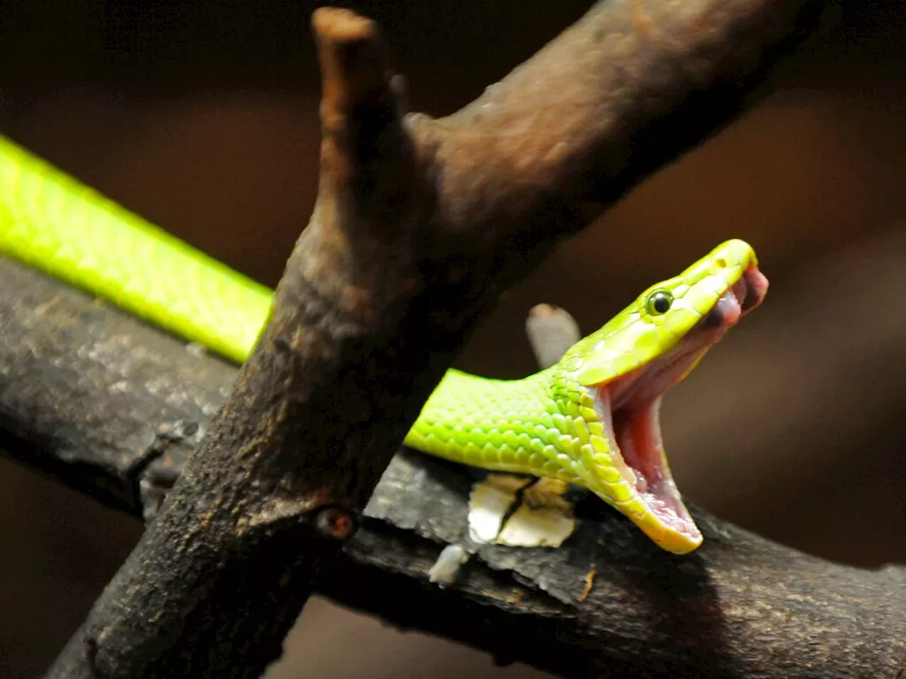 Popular Venomous Snake Keeper Dead At 44 After Green Mamba Bite - Dingo ...