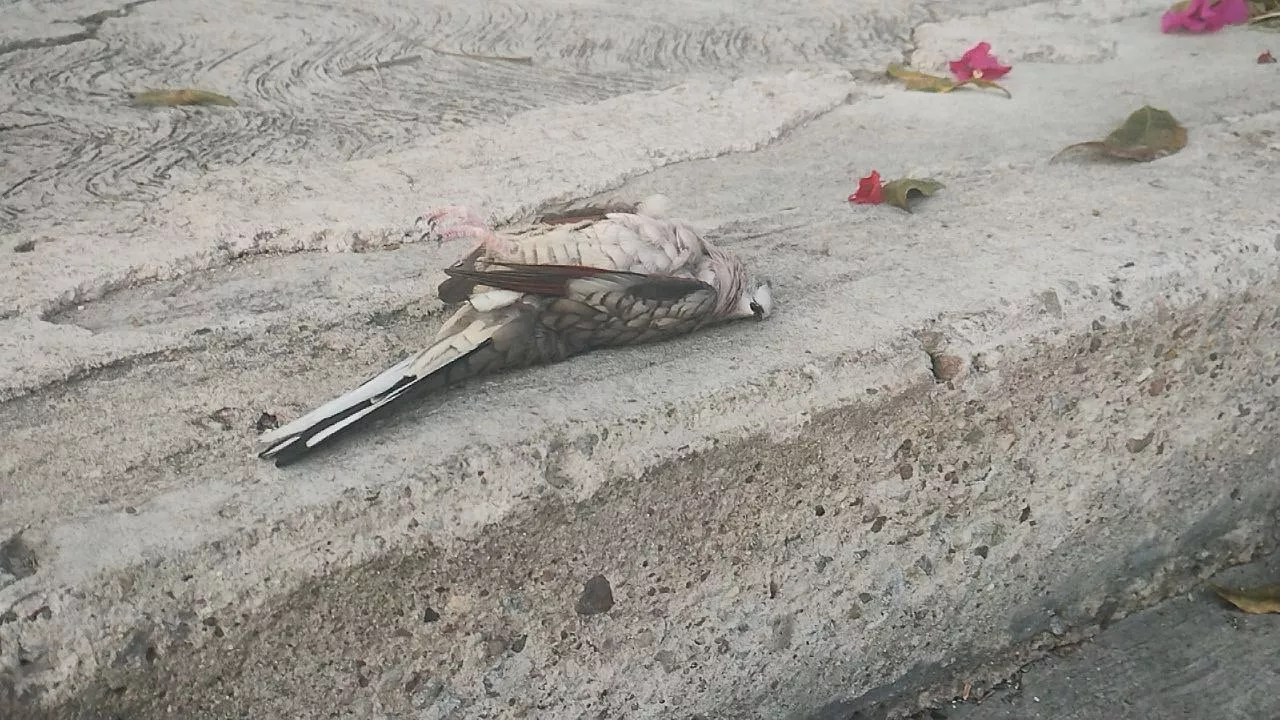 Detectan que pirotecnia en Irapuato y el ruido son causas de muerte de aves