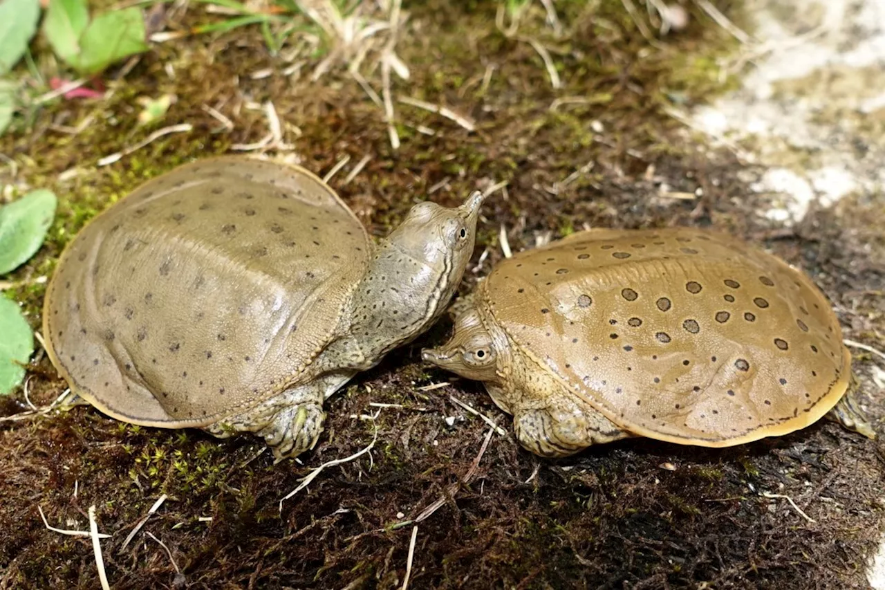 Softshell turtle has most distinct evolutionary history among Canadian species: study