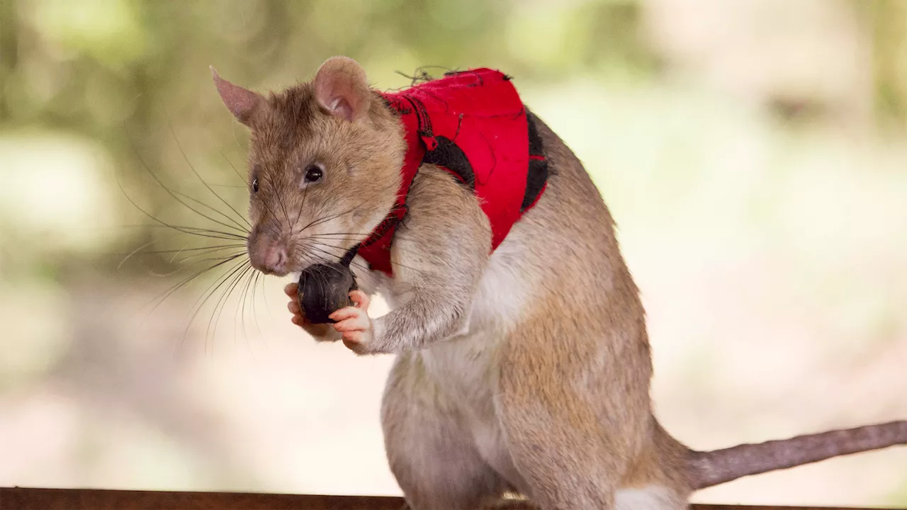 Giant three-pound rats trained to sniff out illegal poaching