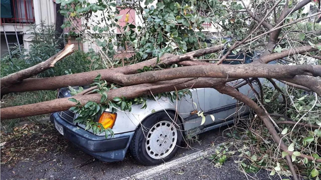 Alberi pericolosi a Roma est, via alle indagini per mettere in sicurezza scuole e centri anziani