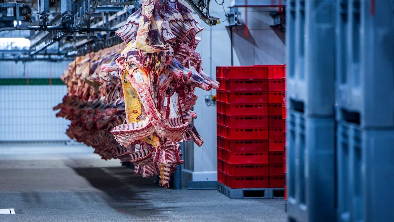 Schlachthof in Niedersachsen wegen möglicher Tierquälerei geschlossen: Tritte, Schläge und mit Mistgabeln misshandelt?