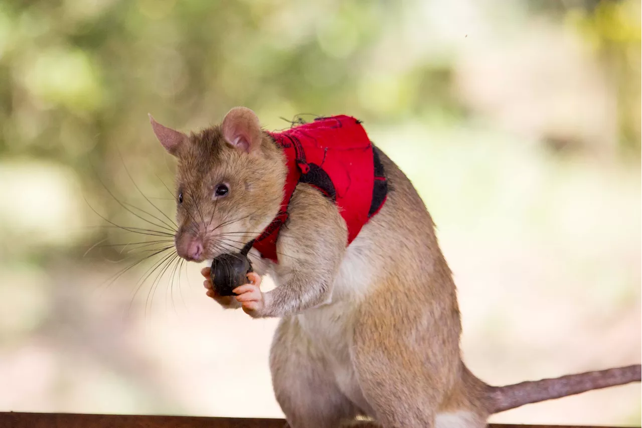 Giant rats could soon help sniff out illegally smuggled goods