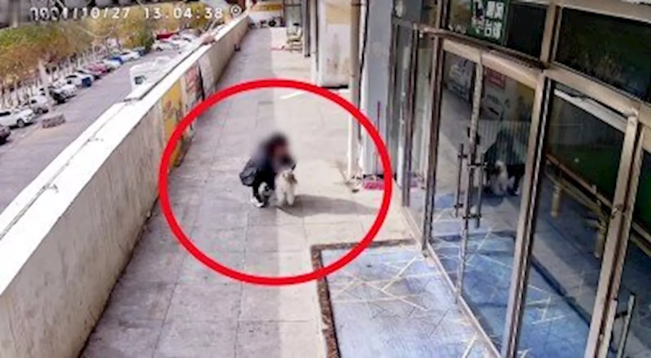 店先で排泄した小犬を店員が殴る、事情を知ったネット民は「殴るのは正しい」と擁護―中国（2024年10月31日）｜BIGLOBEニュース