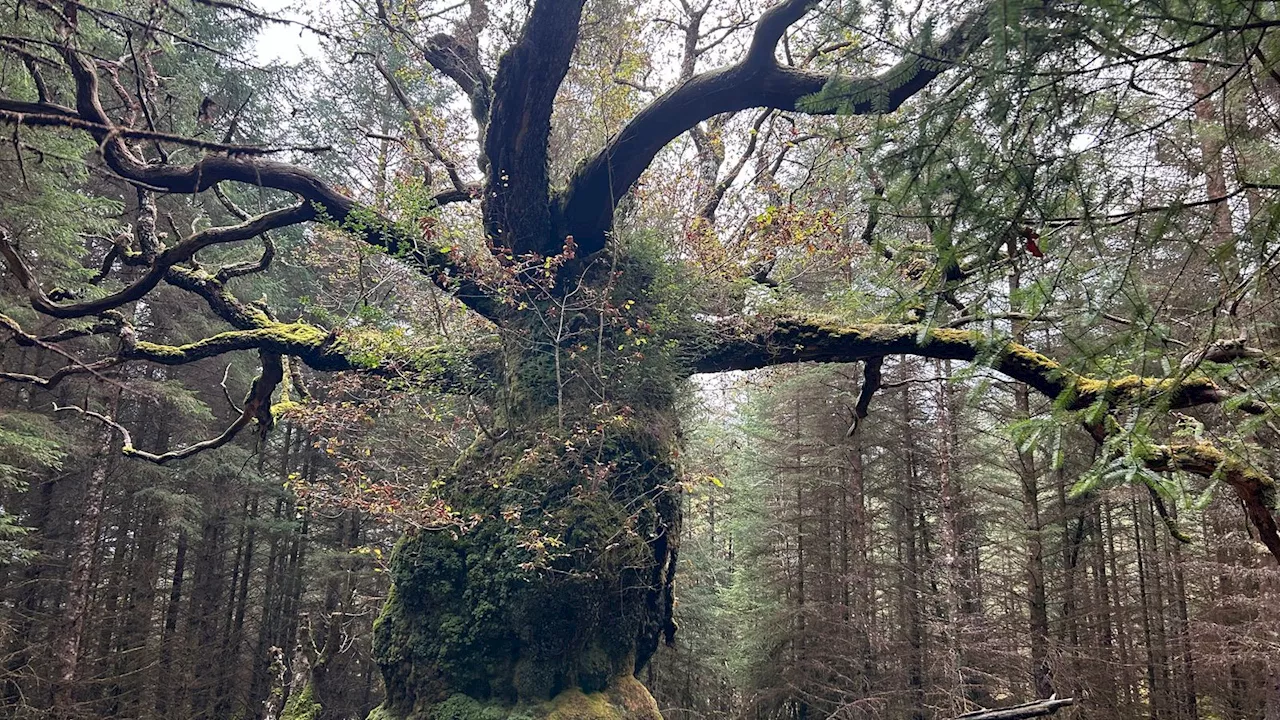 Ancient oak named after band Skipinnish wins UK Tree of the Year