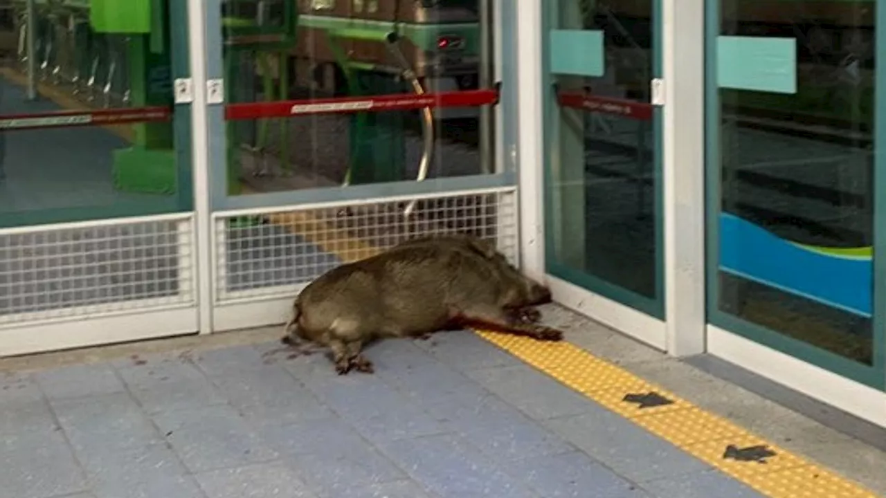 South Korea: Wild boar shot dead after biting man's arm at rail station