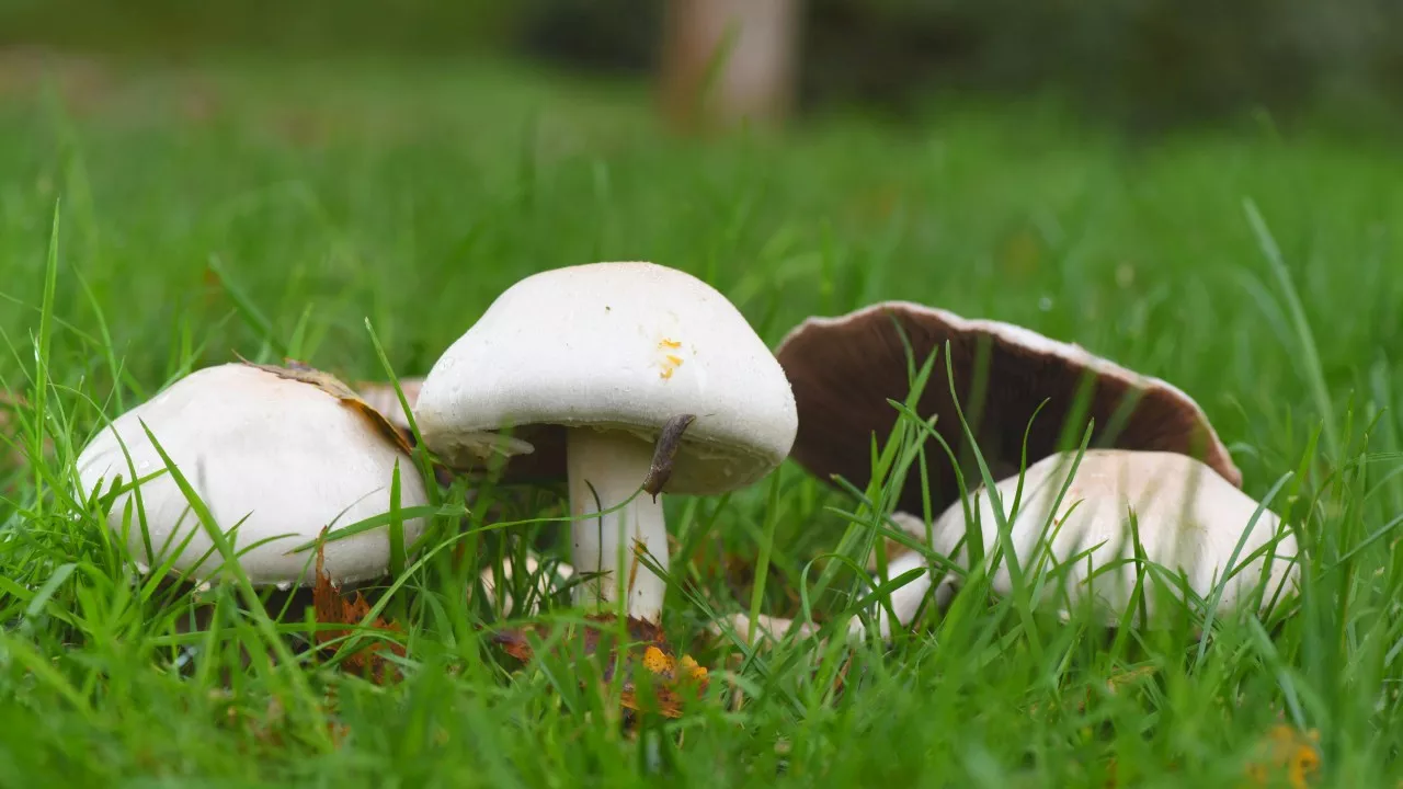 Coroner’s dire warning after woman dies from eating wild mushrooms