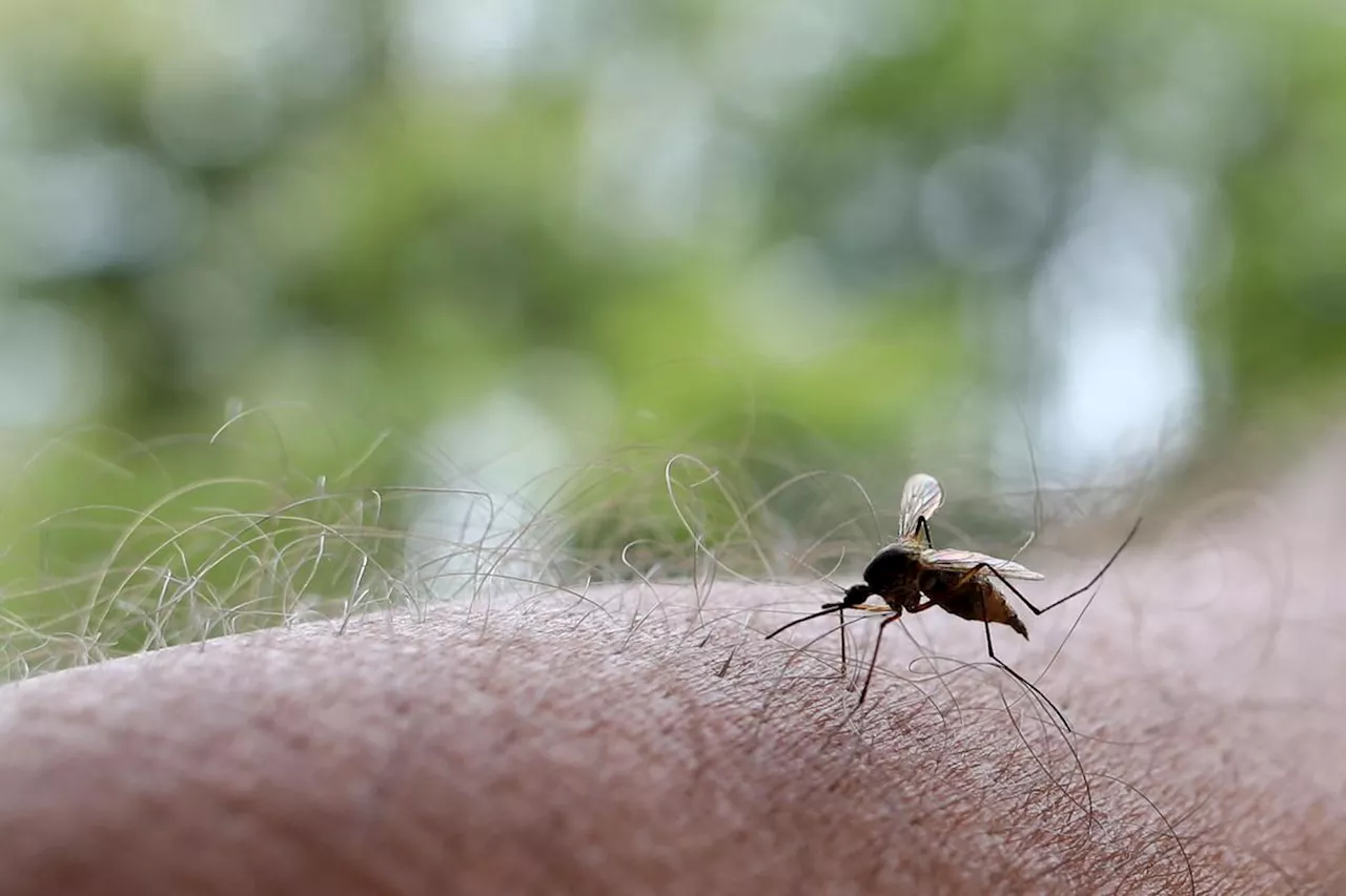 Vidéo. Un patient infecté par le virus West Nile à Bordeaux : « Il n’avait pas voyagé, c’est une infection autochtone »