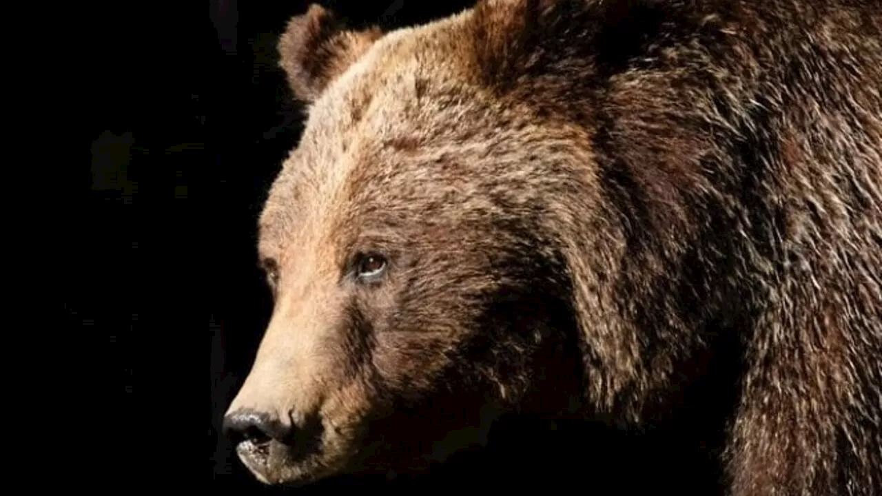 È morta Grizzly 399, l'orsa più anziana del mondo è stata investita