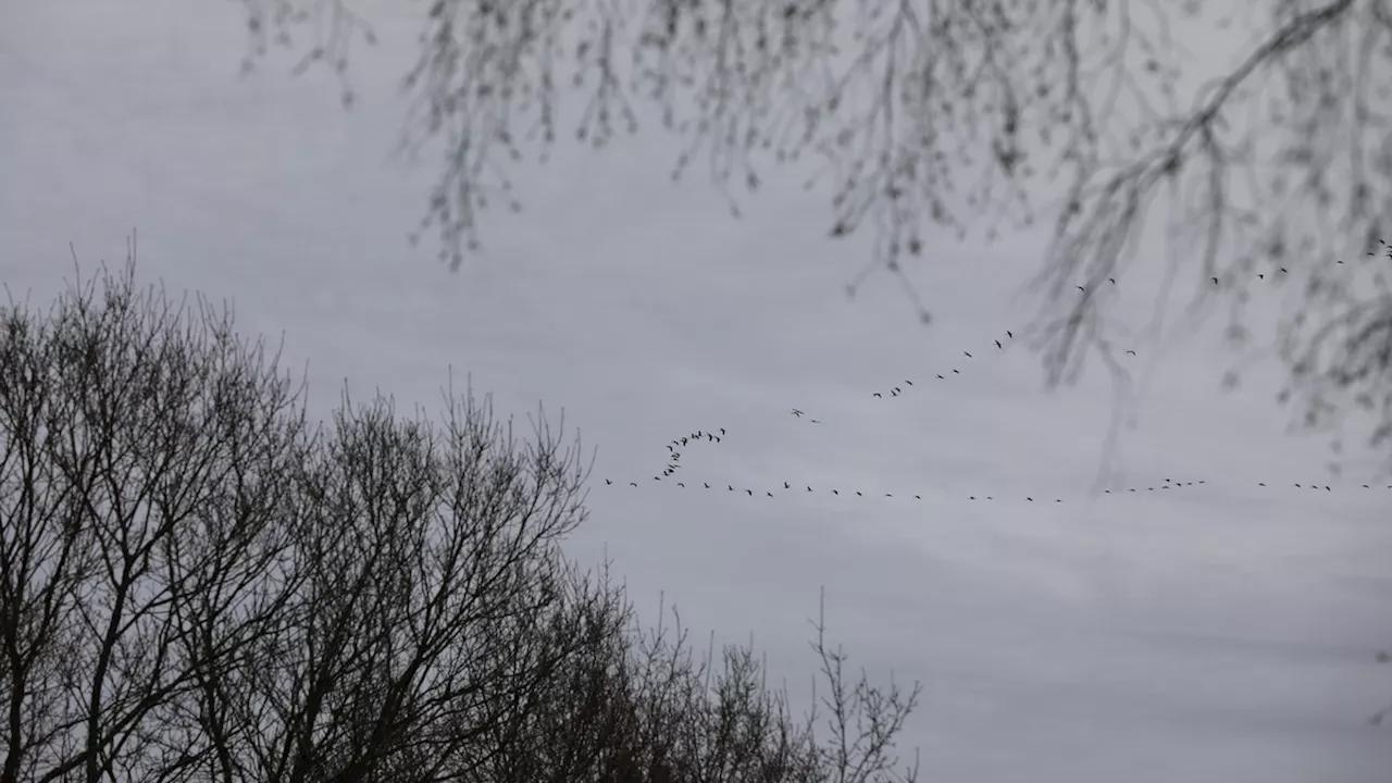 Graues Wetter heute in Deutschland: Wolken und Nebel trüben Oktober-Ende