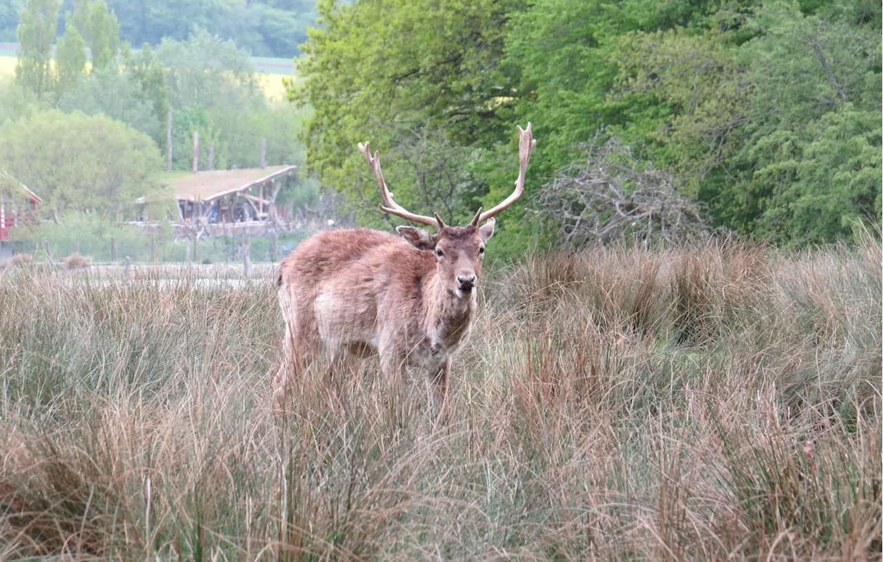 Oise : Trois cerfs d’exception abattus en quinze jours dans la forêt de Compiègne