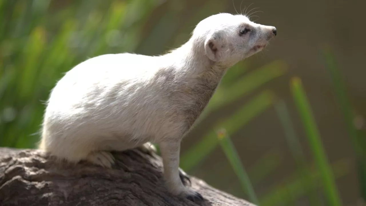 Elderly white meerkat Snow White euthanised at Adelaide Zoo to prevent age-related ‘suffering’