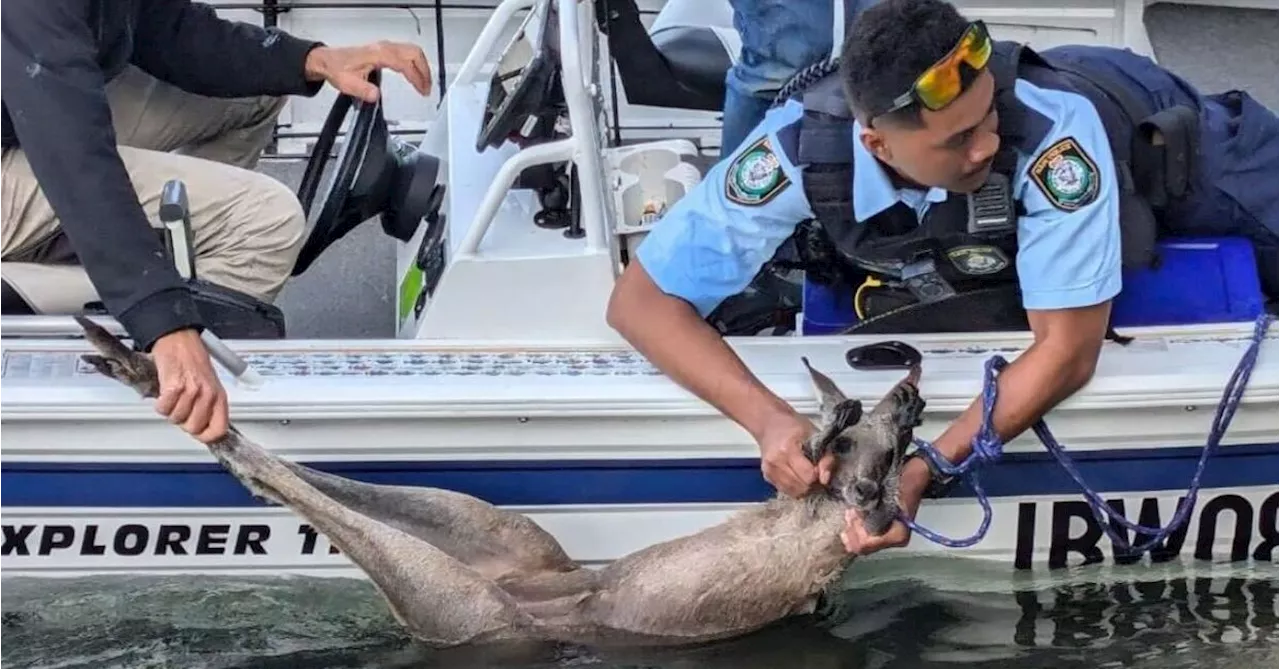 Police officer leads rescue of kangaroo after it hopped off jetty into river