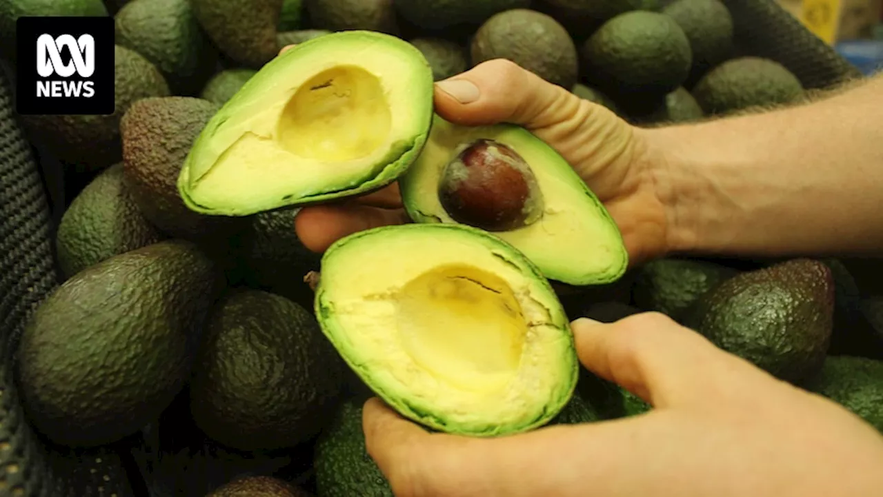 Will more export markets be the solution to Australia's avocado oversupply?