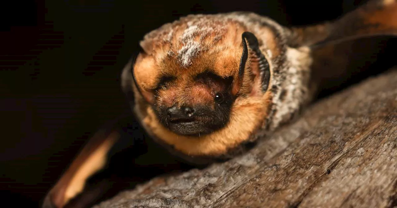 He’s fast, feisty and just won a beauty contest. The contestants were all bats