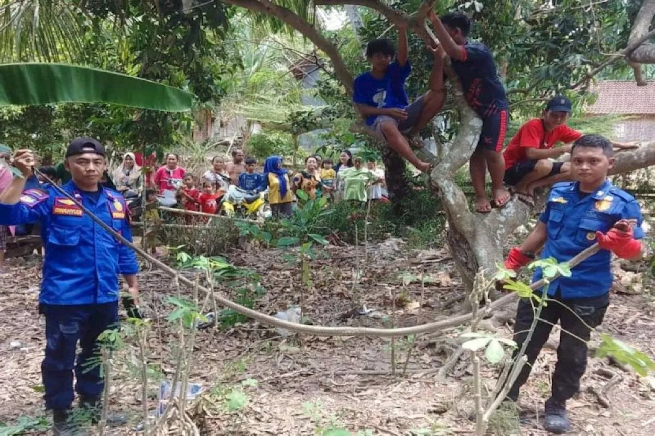 Damkarmat Lamsel evakuasi ular king cobra tiga meter di rumah warga