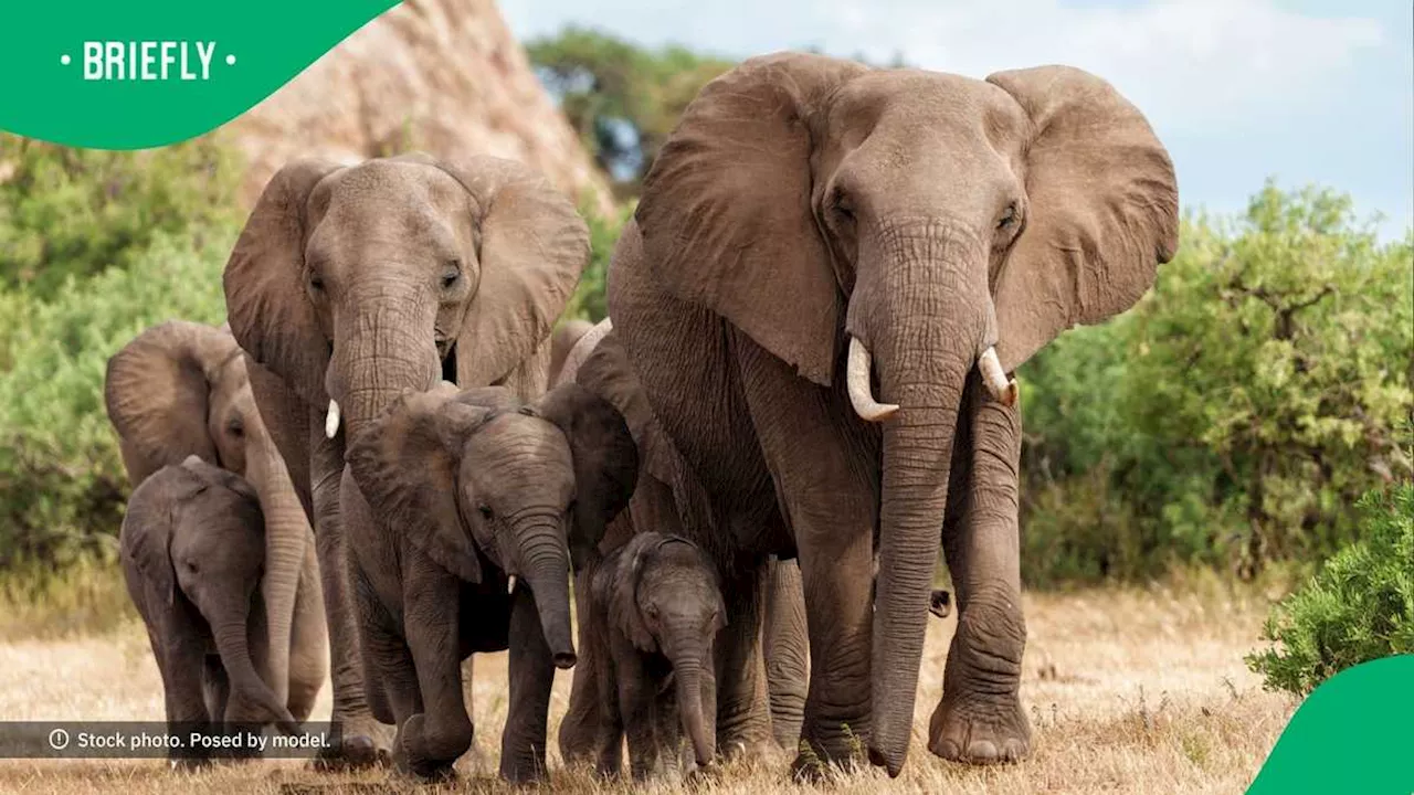 Herd of 30 KwaZulu-Natal Elephants Guided to Safety Away From Community