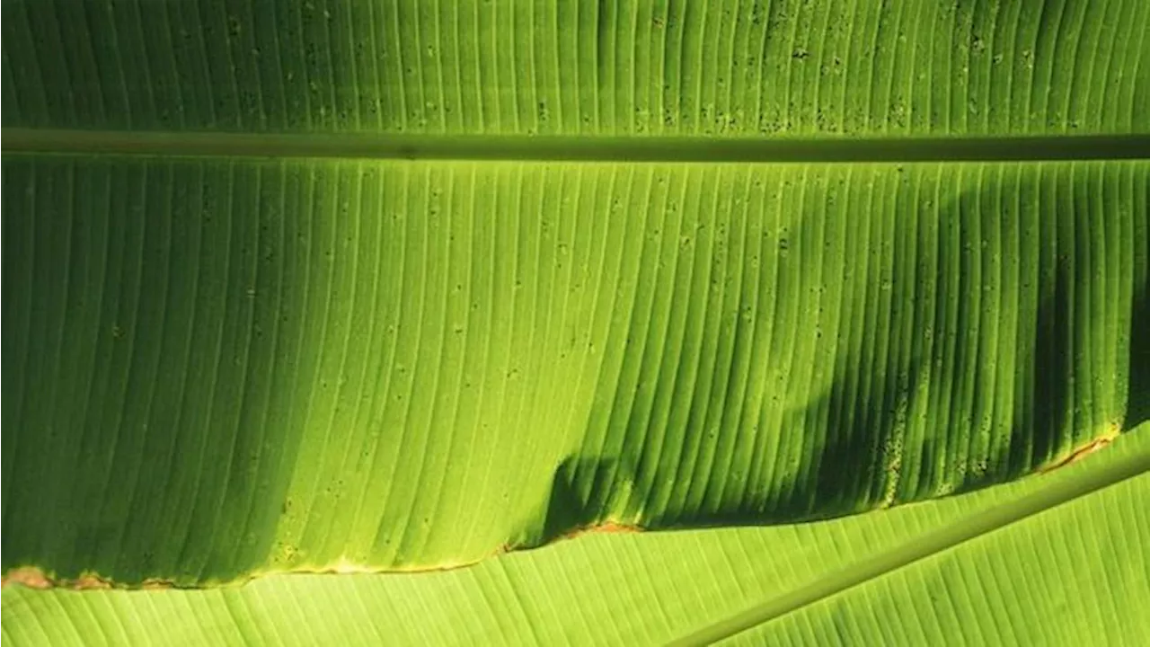 Daun Pisang RI Laris Manis di AS-Inggris, Dijual Rp 80.000 per Tangkai