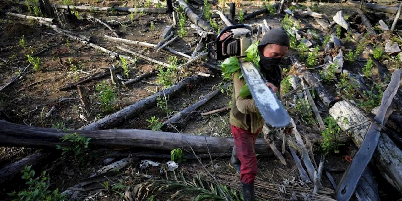 'Frightening': Over 1 in 3 of World's Tree Species Face Extinction