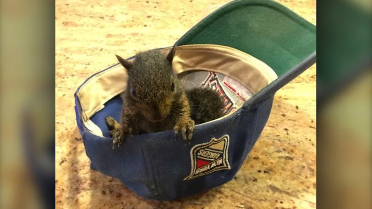 Instagram-famous squirrel named Peanut seized by New York state authorities