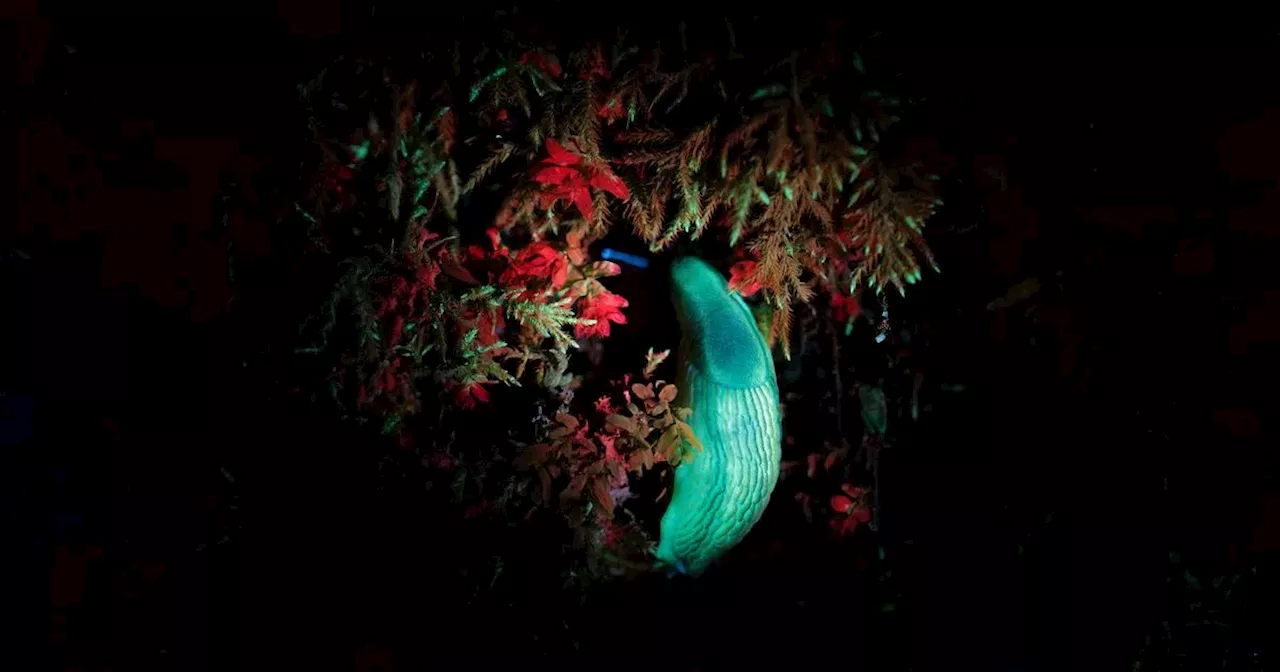 Dark secrets of Scotland’s rainforests revealed with incredible UV pics this Halloween