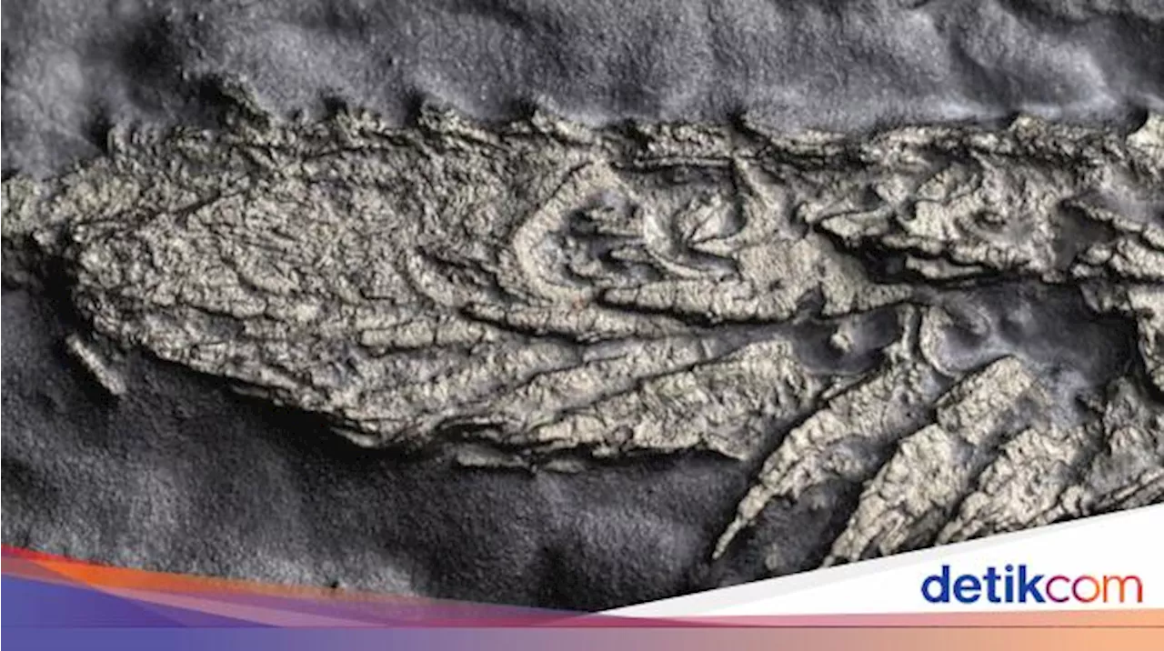 Ilmuwan Temukan Fosil Berlapis Emas Berusia 450 Juta Tahun