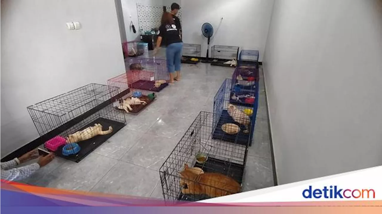 Sederet Pengakuan Wanita di Magelang yang Tinggal dengan Bangkai Kucing