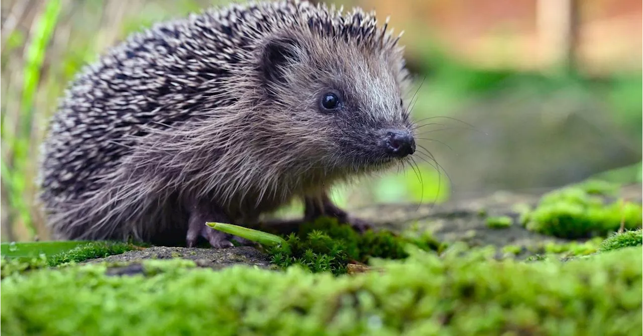 Seltene Igel und die Roboter-Gefahr