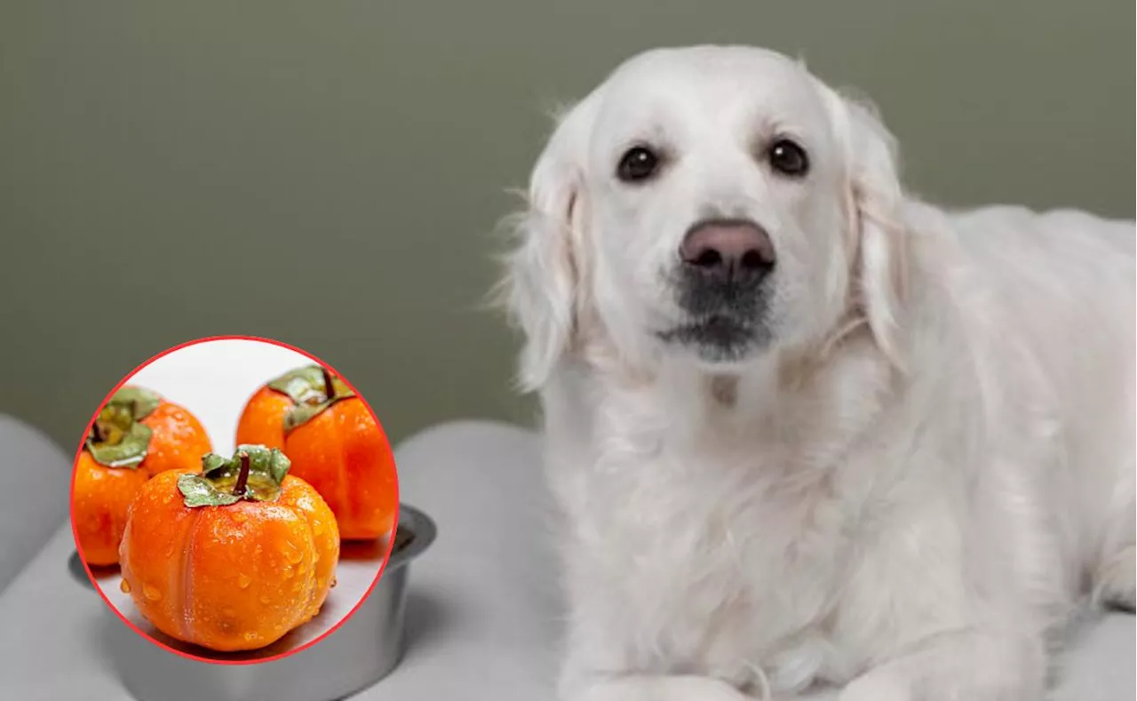 Especialista explica qué tan saludable es para los perros comer persimonio; conoce los beneficios