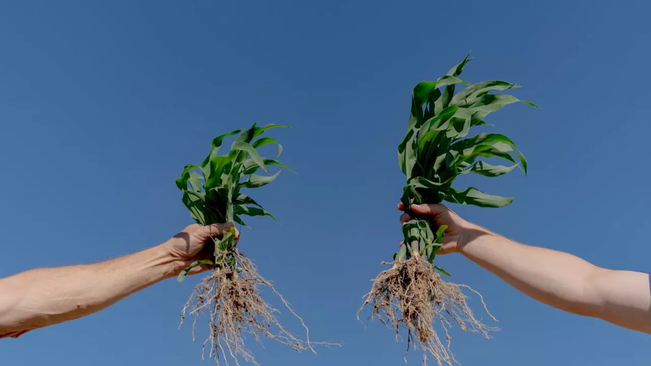 Alteran ADN de cultivos para cambiar los fertilizantes químicos y mitigar daños al medioambiente