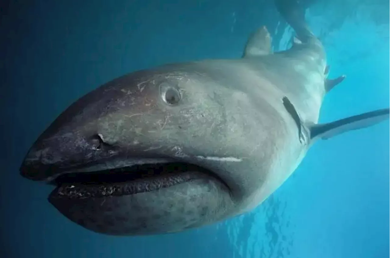 Scientists Reveal The Depths Of Megamouth Shark Movements