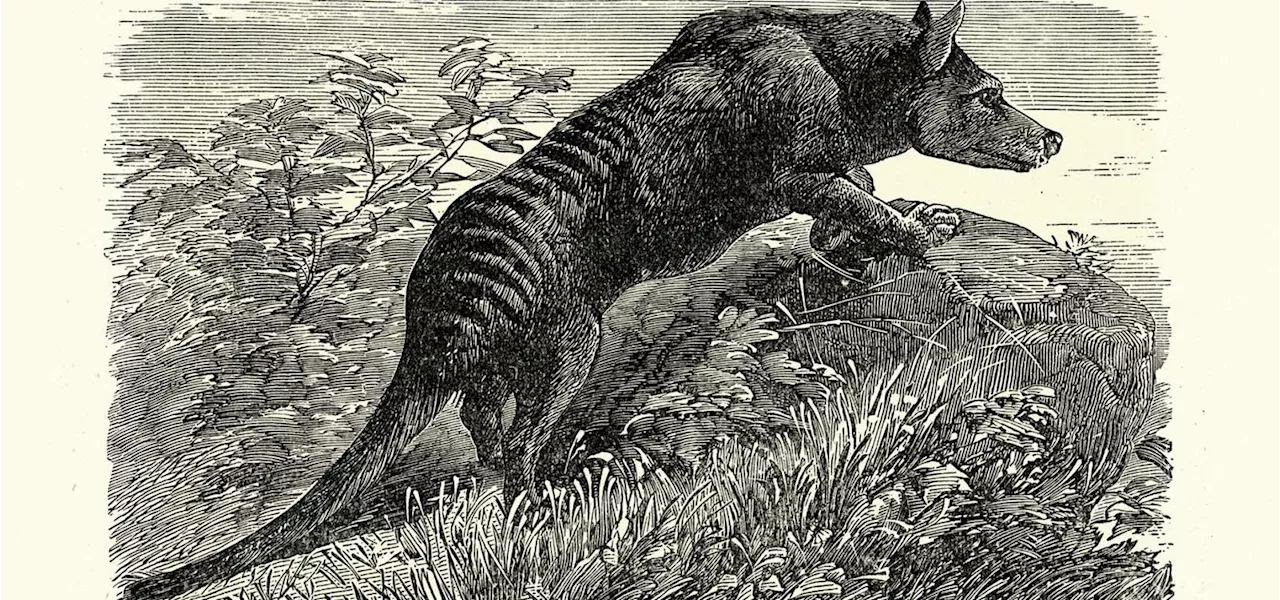 The Tasmanian Tiger Is Close To De-Extinction—But What’s Next?