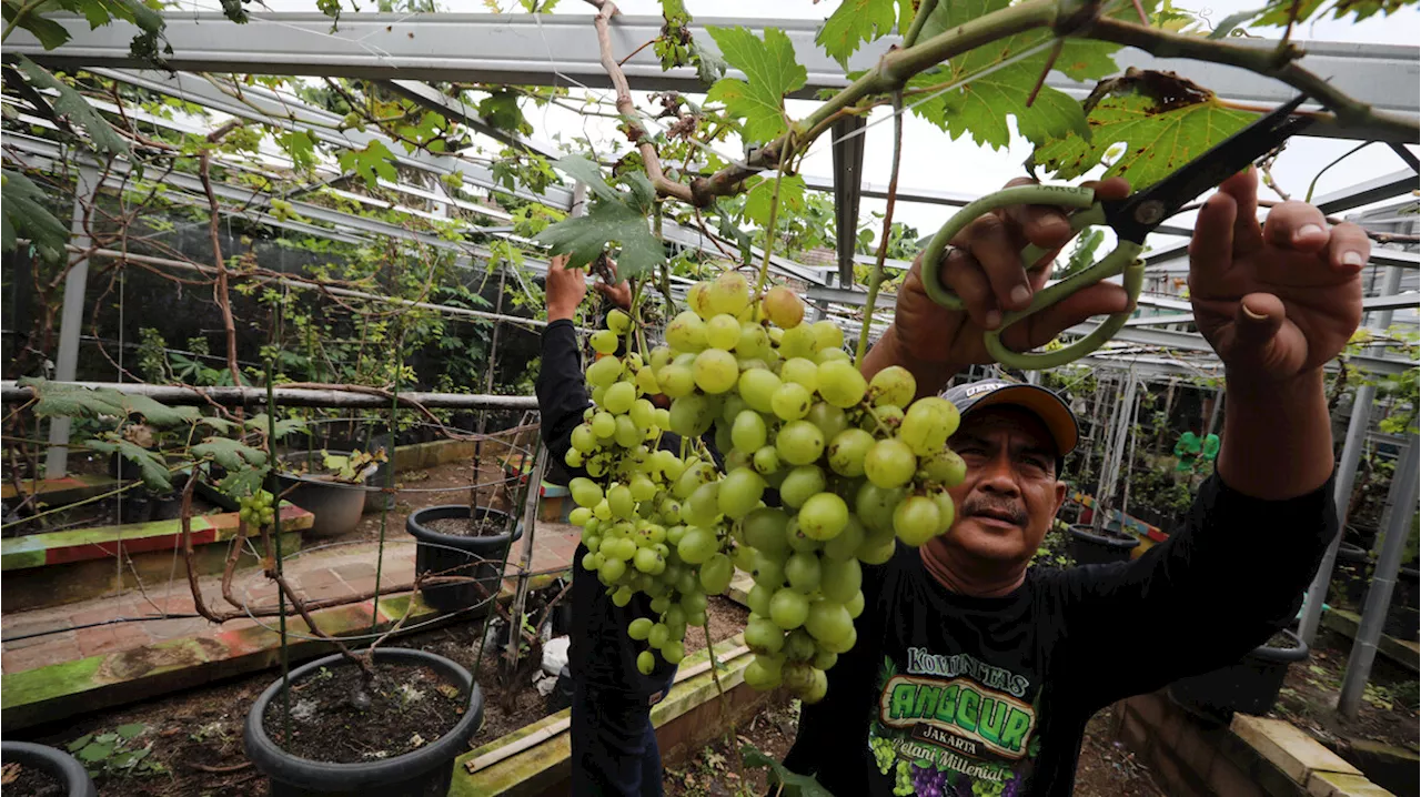 Berkaca pada Kasus Anggur Muscat, Mengapa Residu Pestisida pada Buah Berbahaya?